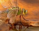 Female_Emperor_Dragonfly