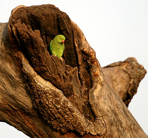 Ring-Necked_Parakeet_India