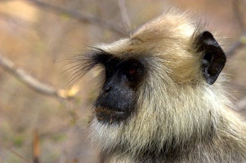 Sweating_Langur_India