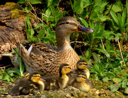 Mallard_Duck_Family