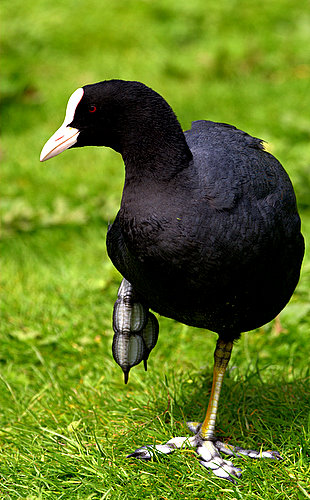 Coot