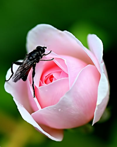 Beauty_And_The_Beast