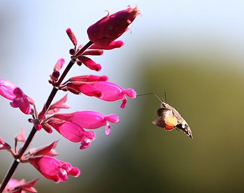 Humming_Bird_Hawk_Moth