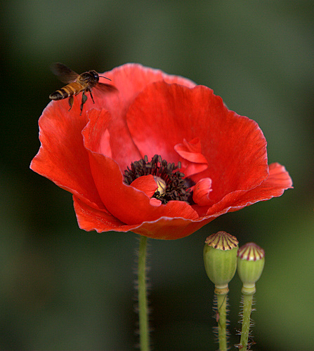 Poppy_and_Bee_India