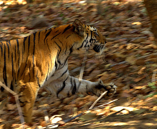 Running_Tiger_India