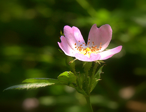 Wild_Dog_Rose