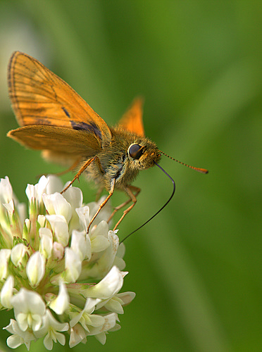 Skipper_
Butterfly_1