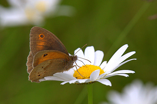 Meadow_Brown_Butterfly_1