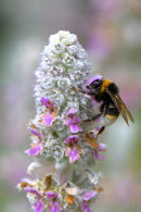 Bumble-bee_1