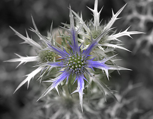 Eryngium