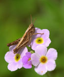 Grasshopper_1