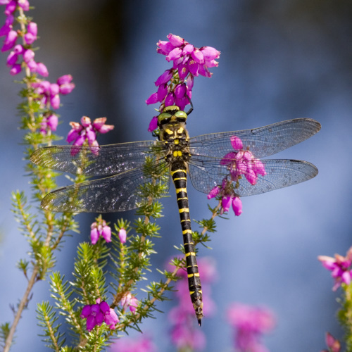 Gold-ringed_Dragonfly