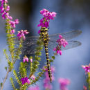 Gold-ringed_Dragonfly