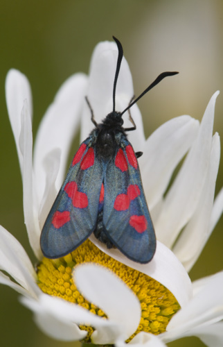 5_Spotted_Burnet_Moth