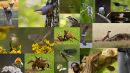 2011 Top Twenty Montage