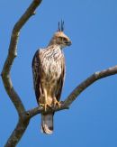 Changeable_Hawk