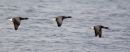 Brent Geese