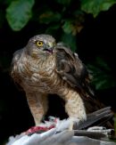Sparrowhawk