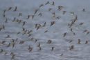 Dunlin