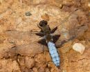 Male_Broad-bodied_Chaser