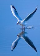 Black_Headed_Gull