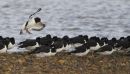 Oystercatcher