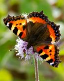 Small_Tortoise_Shell_Butterfly