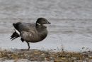 Brent Goose