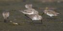 Dunlin