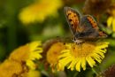 Small_Copper_on_Fleabane