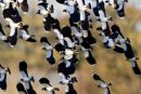 Lapwing Flock