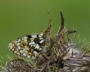 Small_Pearl_Bordered_Fritillary