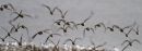 Black tailed Godwits