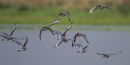 black tailed godwits