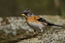Brambling