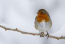 Winter_Robin