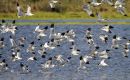 Avocet