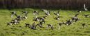 wigeon