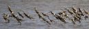wigeon