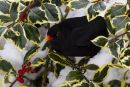 Winter_Blackbird
