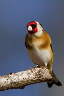 Male_Goldfinch