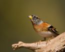 Brambling