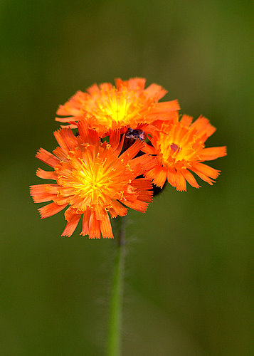 Fox-and-cubs