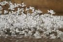 Arty Avocets