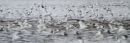 Arty Avocets