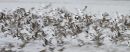 Arty Godwits and Avocets