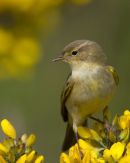 Male Willow Warbler