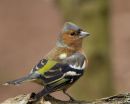 Male_Cock_Chaffinch