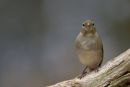 Female_Hen_Chaffinch