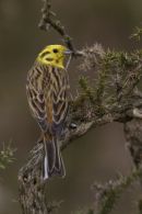 Male Yellowhammer